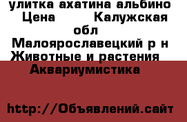 улитка ахатина альбино › Цена ­ 10 - Калужская обл., Малоярославецкий р-н Животные и растения » Аквариумистика   